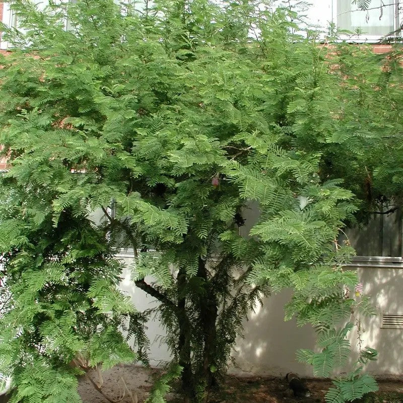 Tall evergreen tree with a blurred background