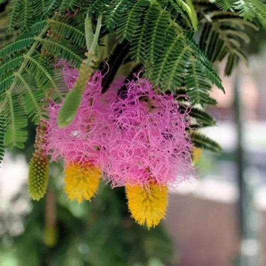 Close-up of a pink and yellow flower with green leaves.