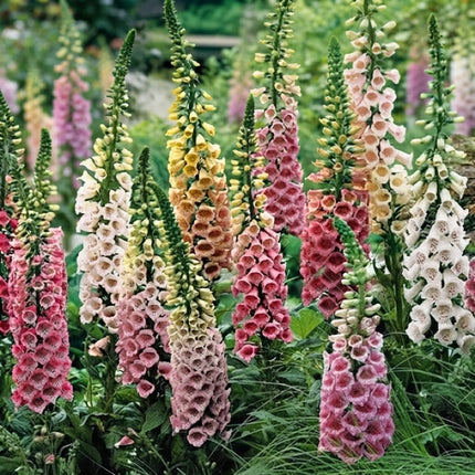 4000 Digitalis Foxglove Mixed Seeds – Colorful Cottage Flower