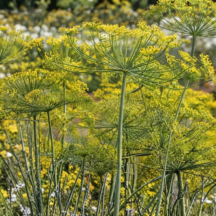 500 Dill Bouquet Seeds – Anethum Graveolens | Aromatic Culinary Herb