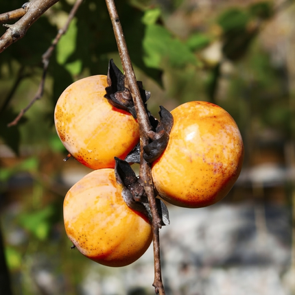 American Persimmon Tree Seeds | Diospyros Virginiana | Heirloom Fruit Tree