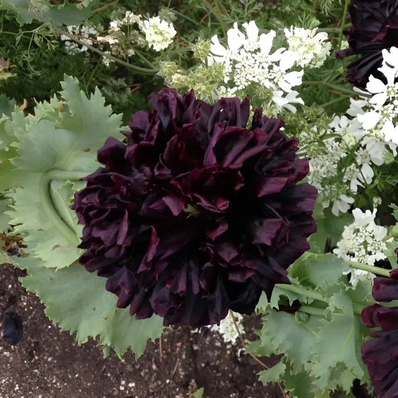 1000  Double Black Paeony Poppy Seeds