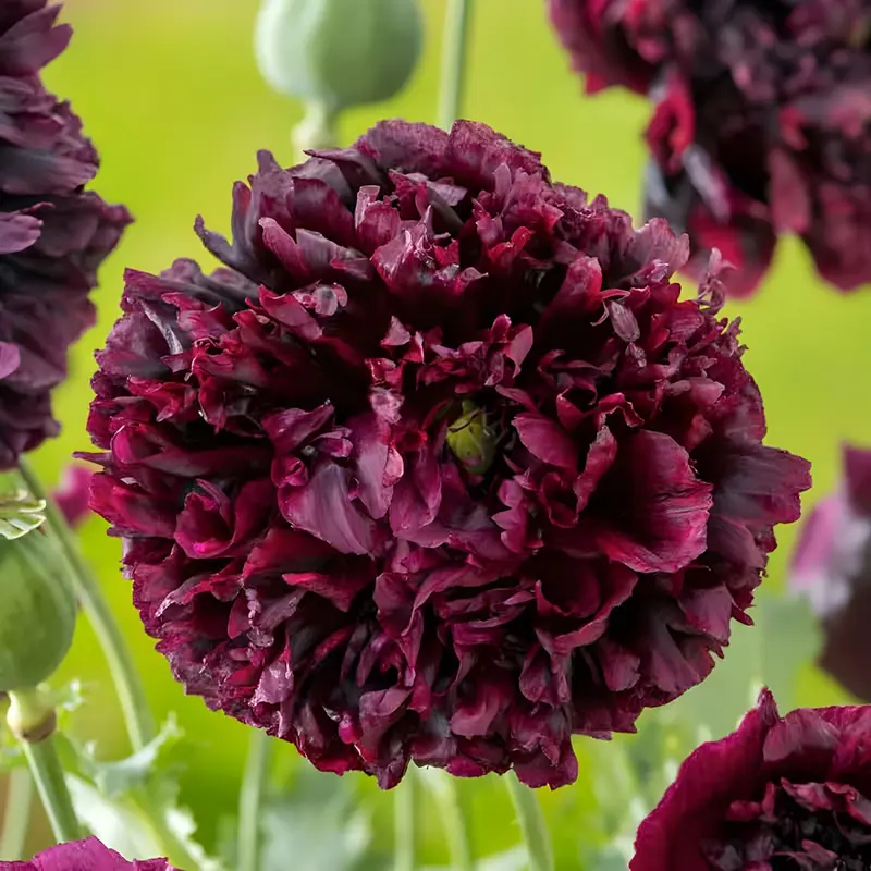 1000  Double Black Paeony Poppy Seeds