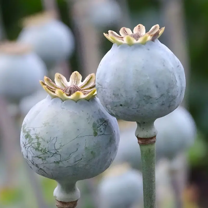 1000  Double Black Paeony Poppy Seeds