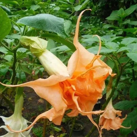 10 Double Bright Yellow Orange Angel Trumpet Seeds