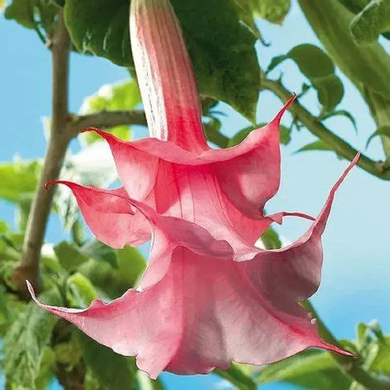 10 Double Pink Angel Trumpet Seeds – Brugmansia Datura
