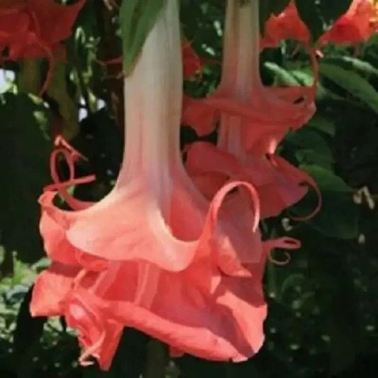 10 Double Pink Angel Trumpet Seeds – Brugmansia Datura