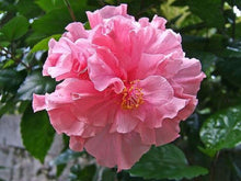 20 Giant Hibiscus Flower Seeds - 18 Color