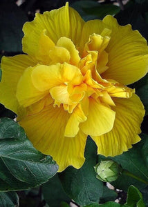 20 Giant Hibiscus Flower Seeds - 18 Color