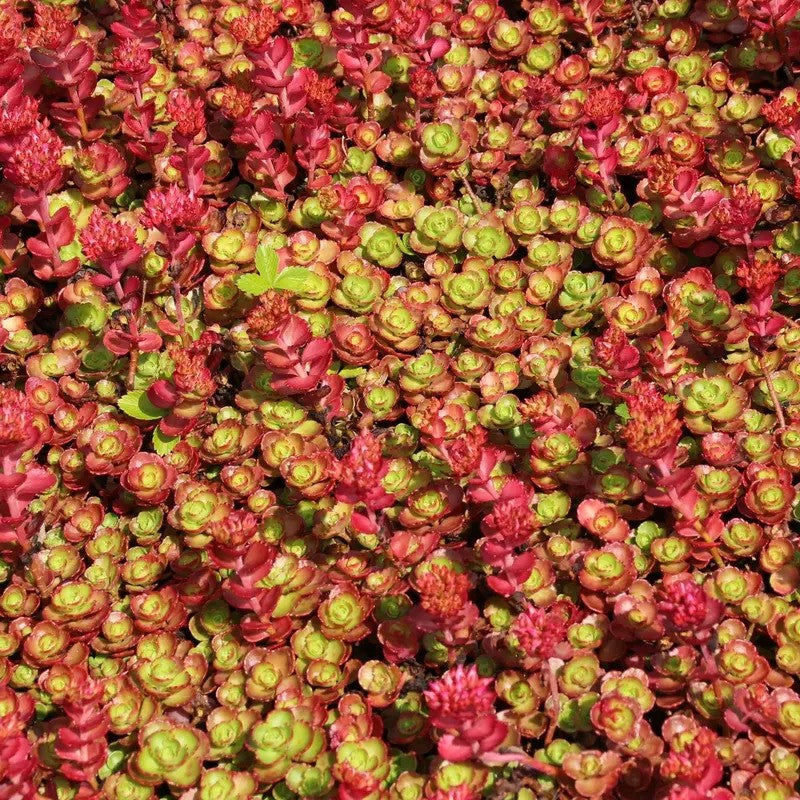 50 Dragon’s Blood Sedum Seeds