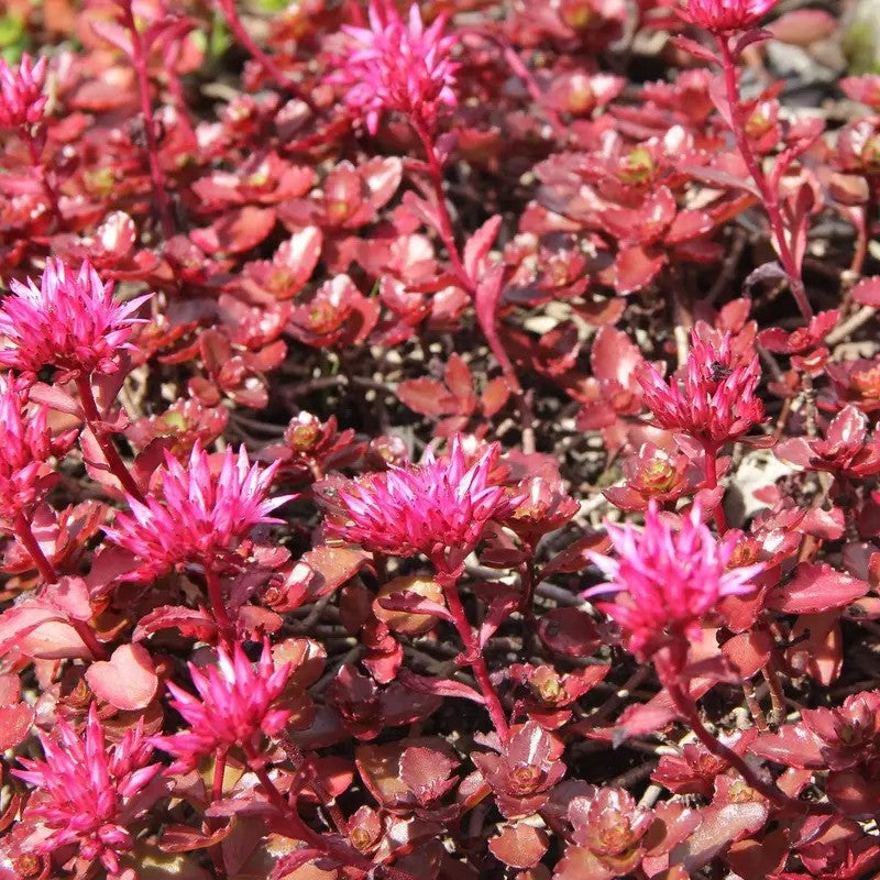 50 Dragon’s Blood Sedum Seeds