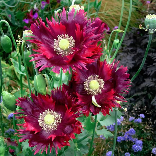 2000 Drama Queen Poppy  Seeds - Papaver Somniferum