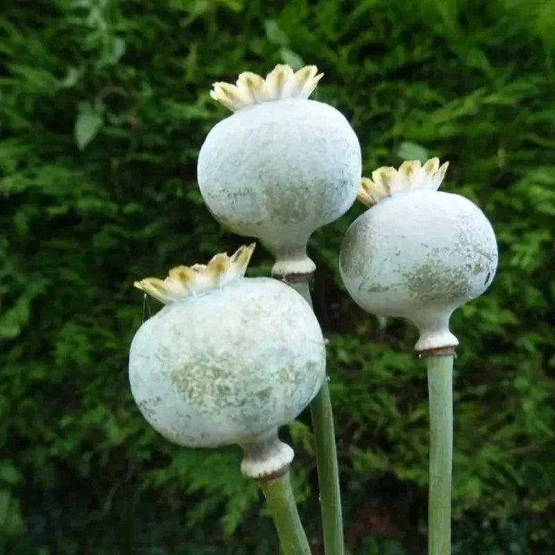 2000 Drama Queen Poppy  Seeds - Papaver Somniferum