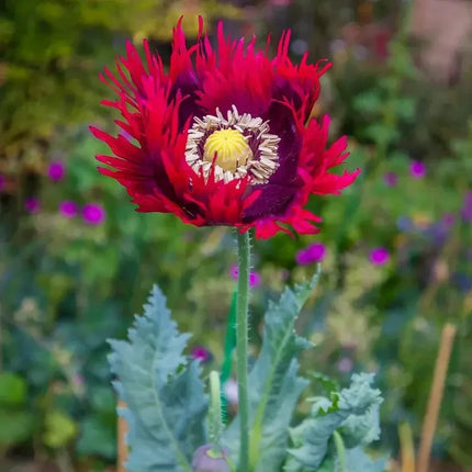 3000 Drama Queen Poppy  Seeds - Papaver Somniferum