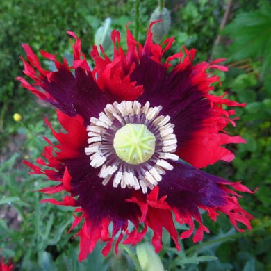 300 Drama Queen Poppy  Seeds - Papaver Somniferum