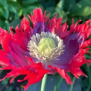 300 Drama Queen Poppy  Seeds - Papaver Somniferum