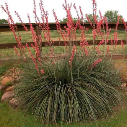 25 Drought-Tolerant Red Yucca - Hesperaloe Parviflora Seeds