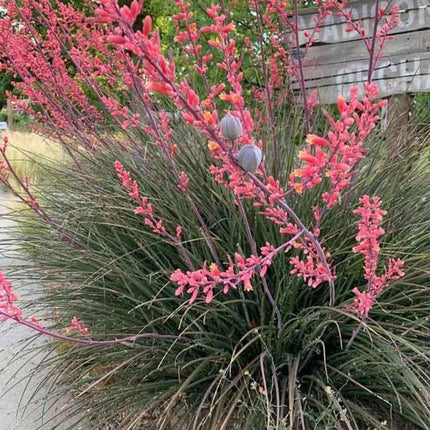 25 Drought-Tolerant Red Yucca - Hesperaloe Parviflora Seeds