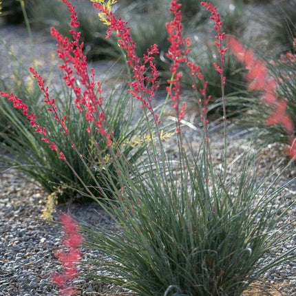25 Drought-Tolerant Red Yucca - Hesperaloe Parviflora Seeds