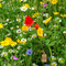 Dry land wildflower mix with vibrant poppies, daisies, and cornflowers in sunny garden bed – organic flower seeds for pollinators and colorful landscaping. Seed World