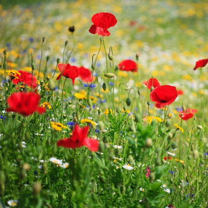 1500 Dry Land Wildflower Mix Seeds - 20 Drought-Tolerant Flower Species