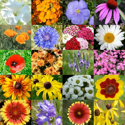 1500 Dry Land Wildflower Mix Seeds - 20 Drought-Tolerant Flower Species