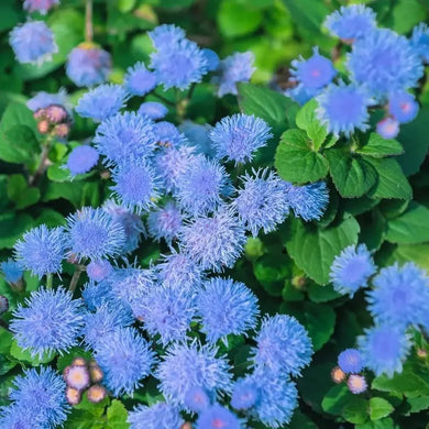 250 Dwarf Blue Bedder Ageratum Seeds