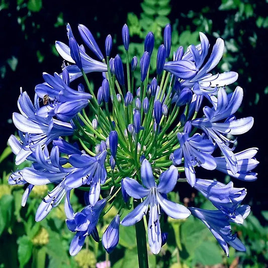 25 Dwarf Blue Lily of The Nile Seeds - Agapanthus "Peter Pan"