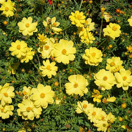 Dwarf Lemon Cosmos (Cosmos sulphureus) with cheerful lemon-yellow blooms, compact annual flower ideal for borders, containers, and pollinator gardens. Seed World