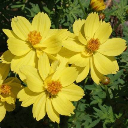 30 Dwarf Lemon Cosmos Seeds – Bright Yellow Compact Cosmos Flowers