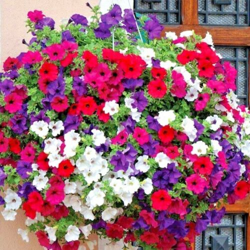 2000 Dwarf Petunia Flower Mix Seeds