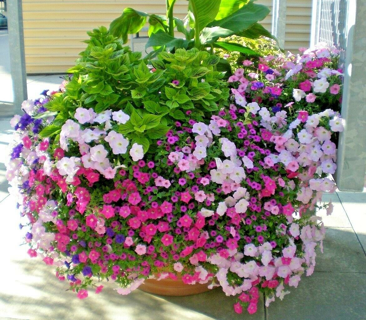 2000 Dwarf Petunia Flower Mix Seeds