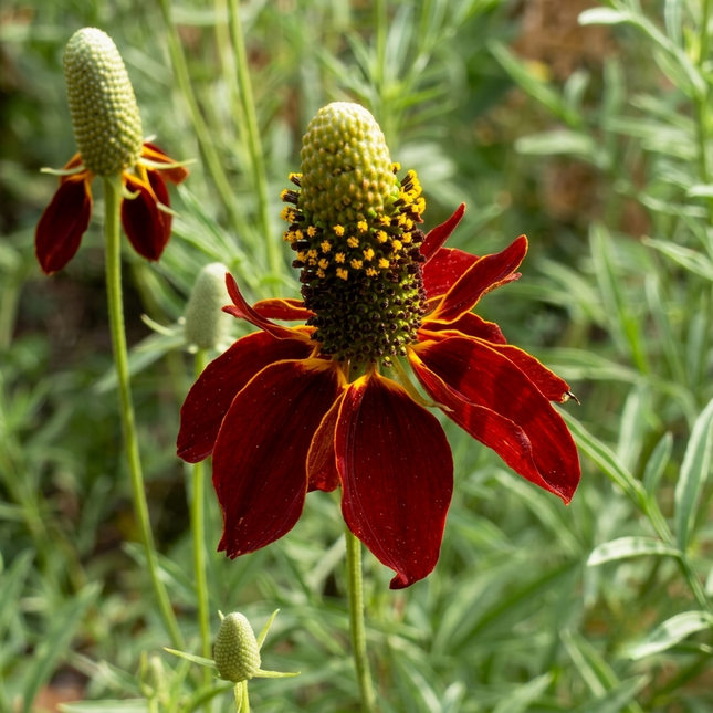 Vibrant red dwarf coneflower (Rudbeckia) bloom with upright columnar petals in garden, close-up perennial prairie flower, bright green foliage background.  Seed World