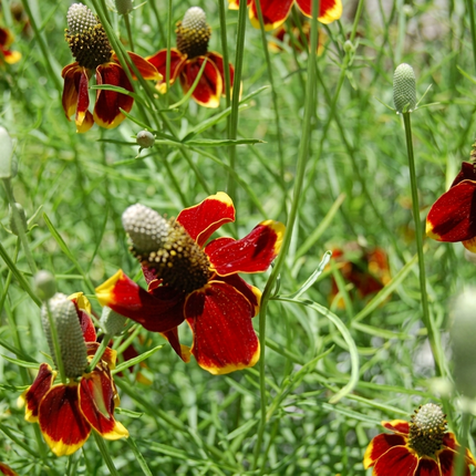 450 Dwarf Red Coneflower Seeds – Columnar Upright Prairie Perennial