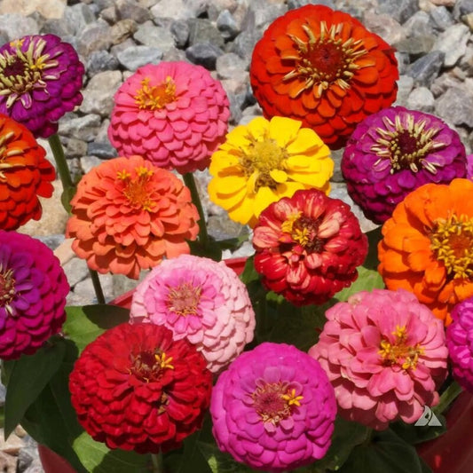 Dwarf Thumbelina Zinnia Seeds - Mix
