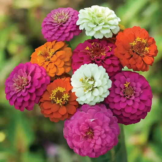 Dwarf Thumbelina Zinnia Seeds - Mix