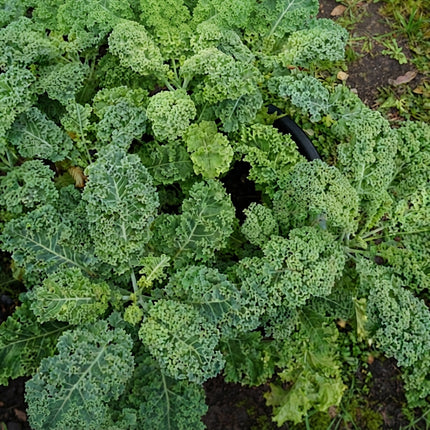 Dwarf Blue Curled Scotch Kale growing with dense blue-green curly leaves, a hardy and productive heirloom vegetable ideal for home gardens, containers and fresh harvests. World Seeds