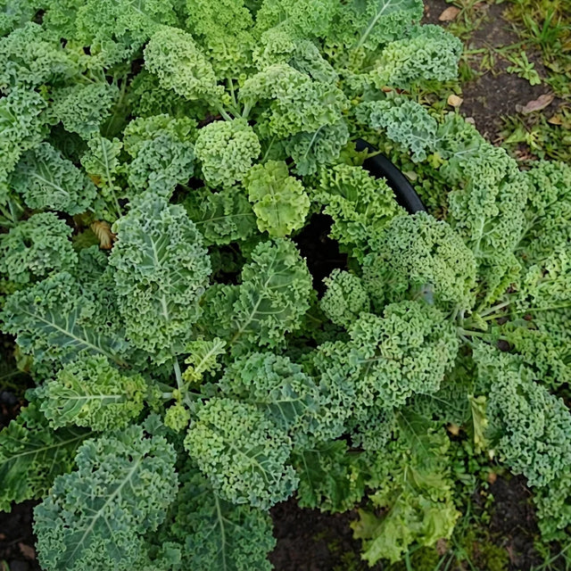 Dwarf Blue Curled Scotch Kale growing with dense blue-green curly leaves, a hardy and productive heirloom vegetable ideal for home gardens, containers and fresh harvests. World Seeds
