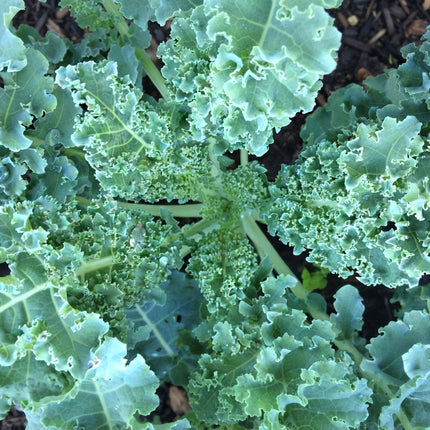 500 Dwarf Blue Curled Scotch Kale Seeds – Compact Heirloom Kale Variety
