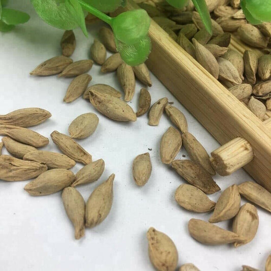 20 Dwarf Bonsai Lemon Tree Seeds