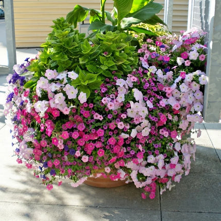 2000 Dwarf Petunia Mix Flower Seeds – Colorful Compact Garden Blooms