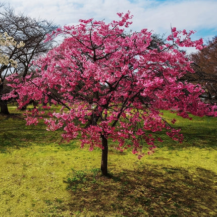 Dwarf Pink Dogwood tree covered in vibrant pink spring blossoms, a compact ornamental flowering tree ideal for gardens and landscapes. Seed World
