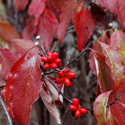 5 Dwarf Pink Dogwood Tree Seeds – Flowering Ornamental Tree
