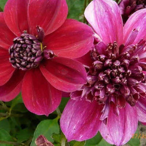 50 Early Bird Dahlia Variabilis Mixed Seeds