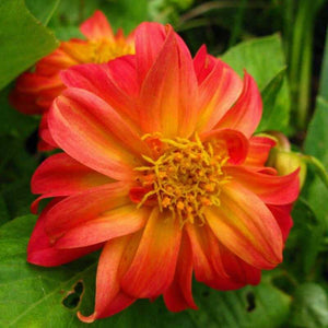 50 Early Bird Dahlia Variabilis Mixed Seeds