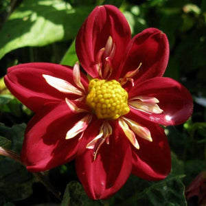 50 Early Bird Dahlia Variabilis Mixed Seeds