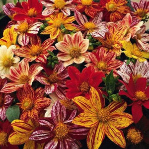 50 Early Bird Dahlia Variabilis Mixed Seeds