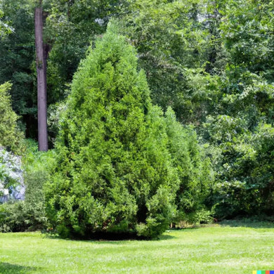 50 Eastern Red Cedar Seeds