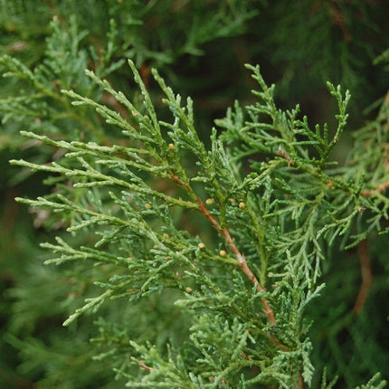 Eastern Red Cedar (Juniperus virginiana) branch with dense, scale-like green evergreen foliage and small developing seed cones. Seed World