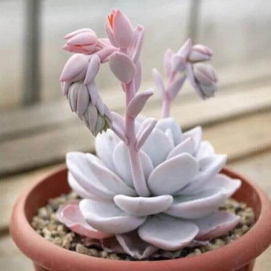 100 Echeveria Laui - Succulent Seeds